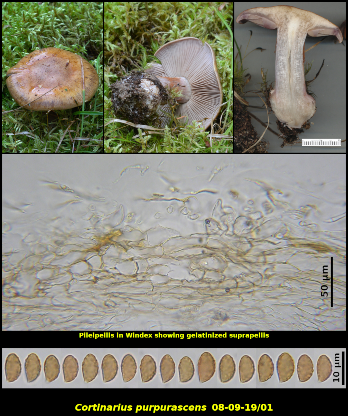 Picture of <i>Cortinarius purpurascens 08-09-19/01</i>